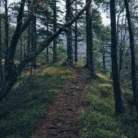 Muhammad Sajawal Naseer